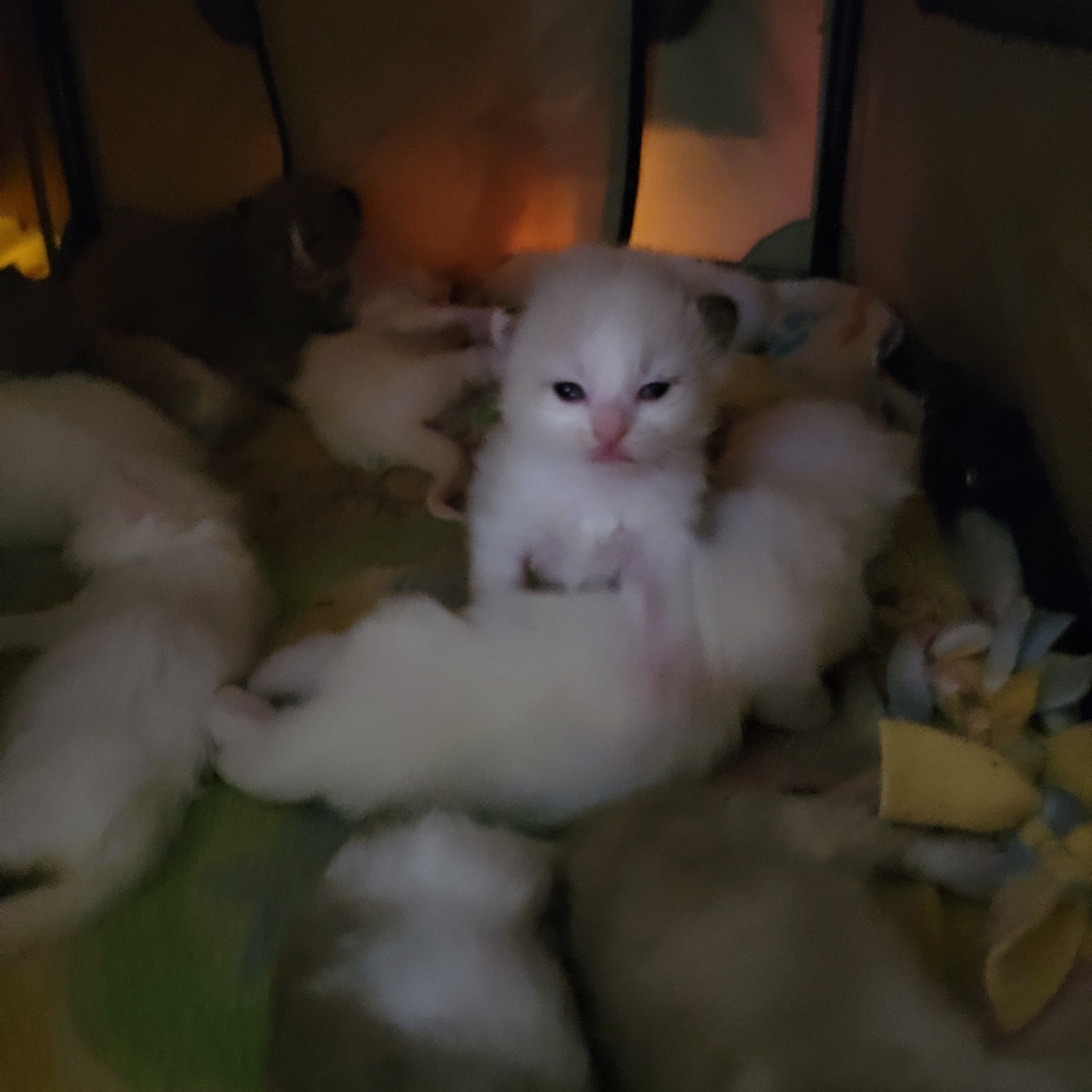 Ragdoll babies and Ragdoll Supplies and Grooming
